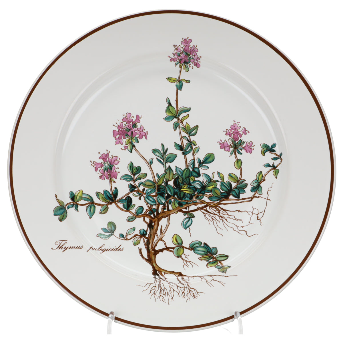 Kuchenteller Thymus pulegioides mit Wurzel, Schrift nebeneinander