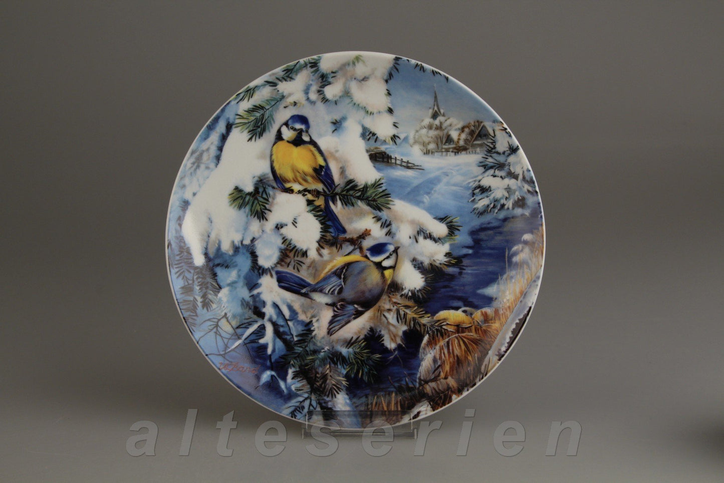 Blaumeisen zwischen Tannenzweigen