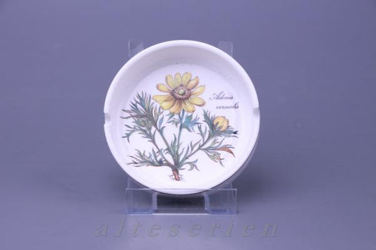 Aschenbecher Adonis vernalis