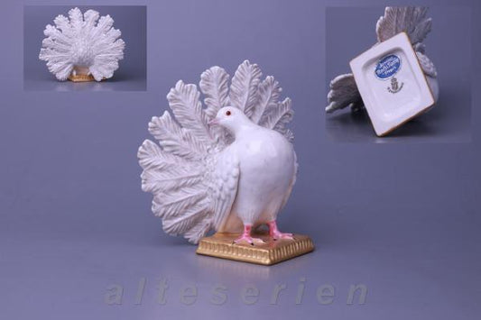 Taube weiß Pfauentaube Terletzki-Scherf I.Wahl