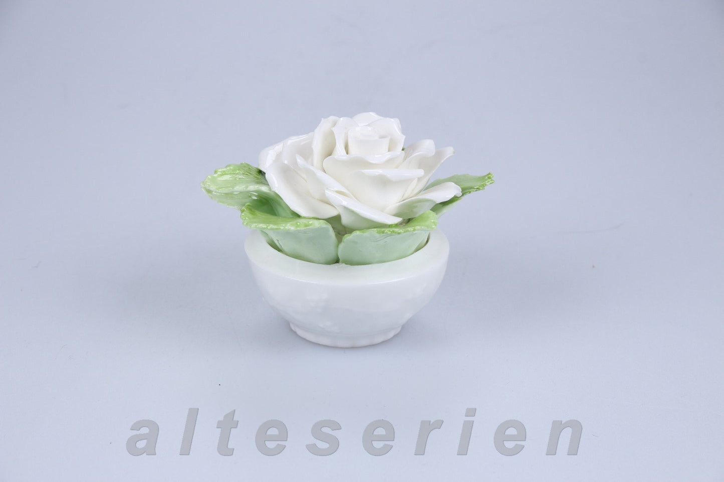 Weiße Rose in Schale