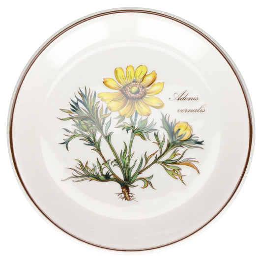 Untersetzer Adonis vernalis rund mittelgroß