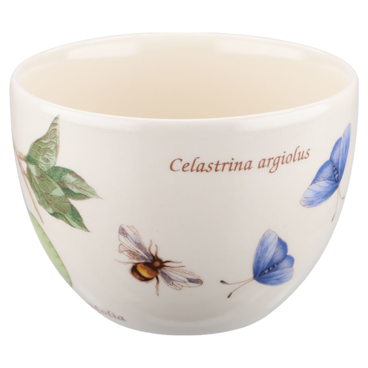 Kaffeetasse mit Untere Citrus aurantifolia