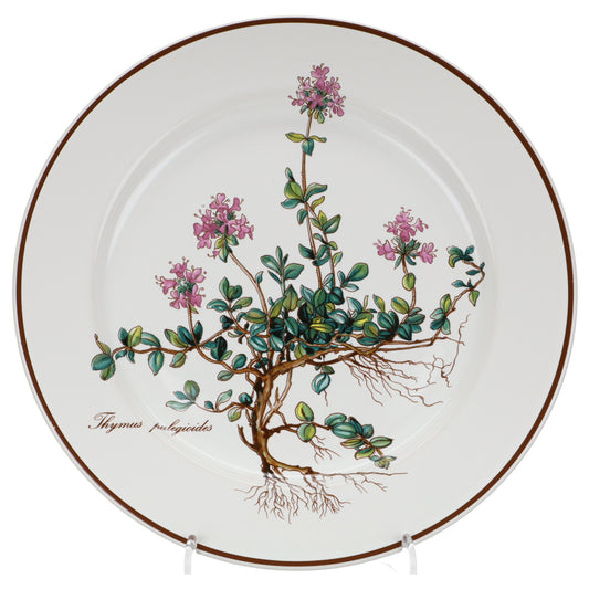 Kuchenteller Thymus pulegioides mit Wurzel, Schrift nebeneinander