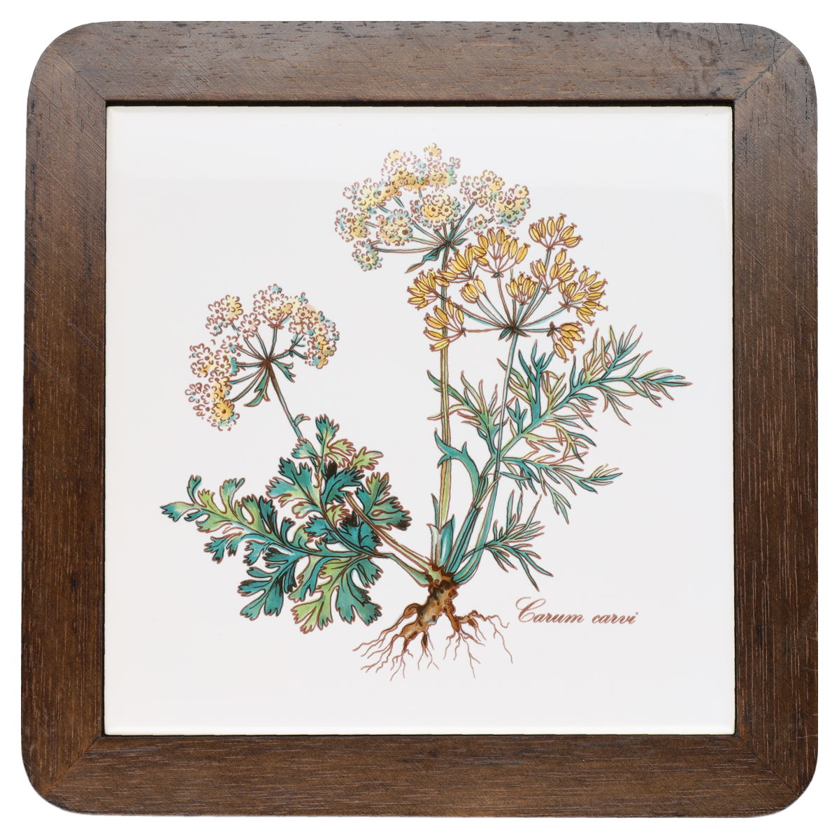 Untersetzer mit Holzrahmen carum carvi Villeroy & Boch Botanica